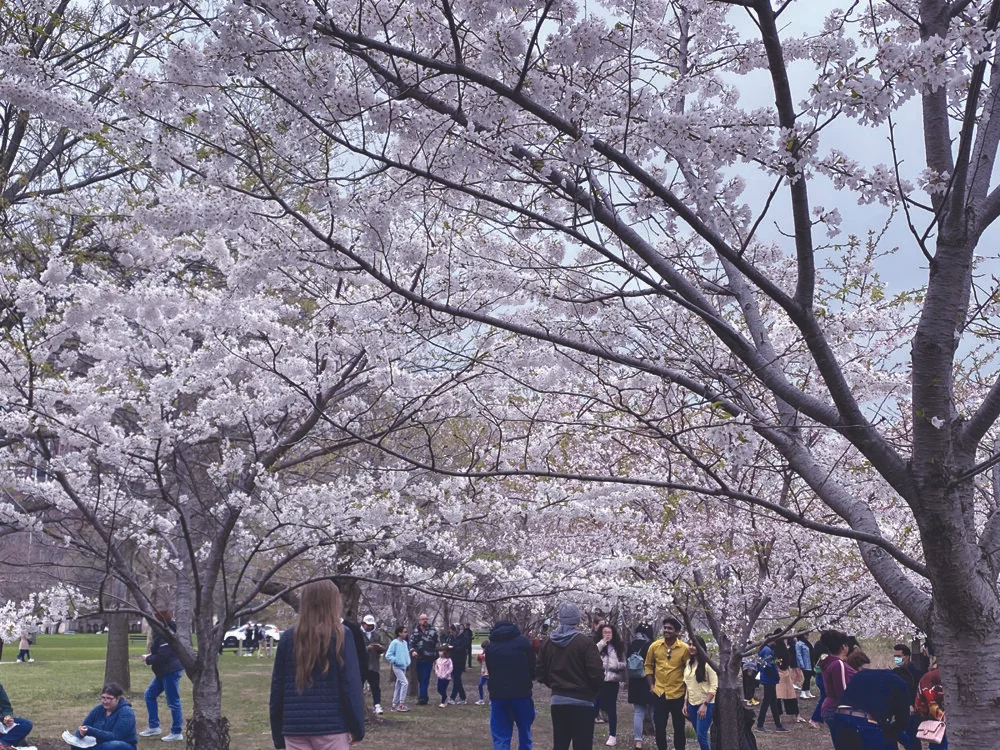 雲雀丘花屋敷「美しいオパールセントガラスのランプシェード」バレリーナ 公式の花見の場、フェニックス・ガーデンで初の花見イベント — The